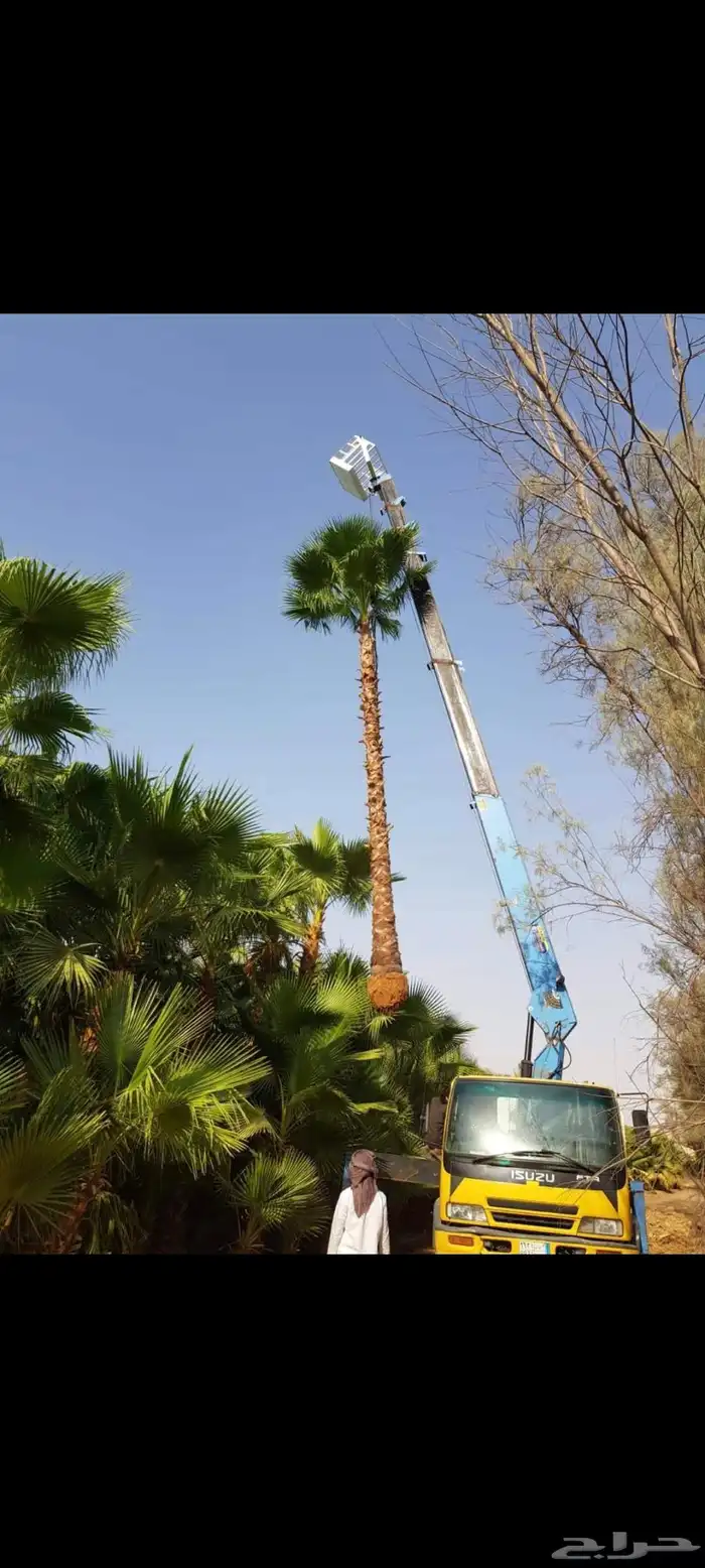 نخل واشنطن زينه للبيع بجميع مقاساته 7