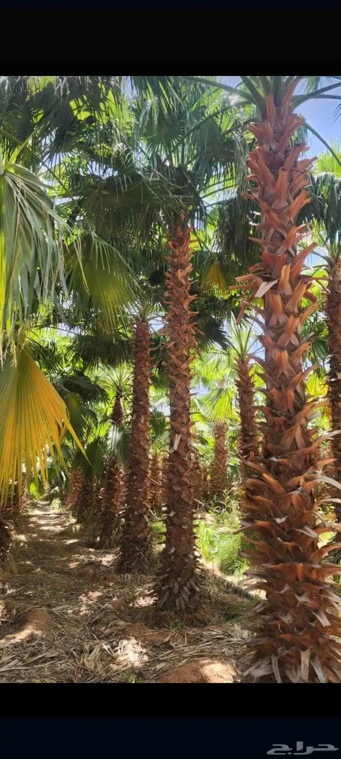 نخل واشنطن زينه للبيع بجميع مقاساته 1