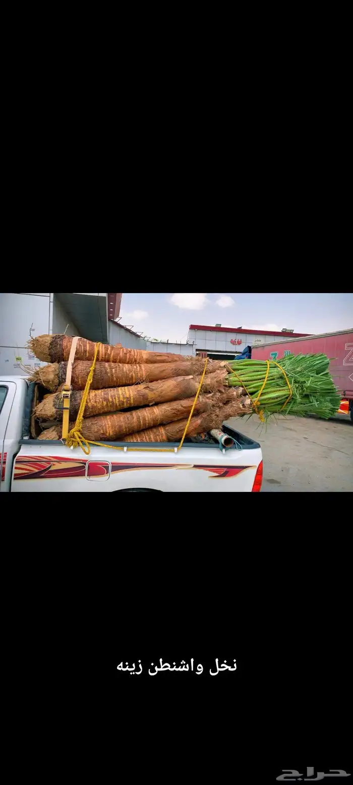 نخل واشنطن زينه للبيع بجميع مقاساته 5