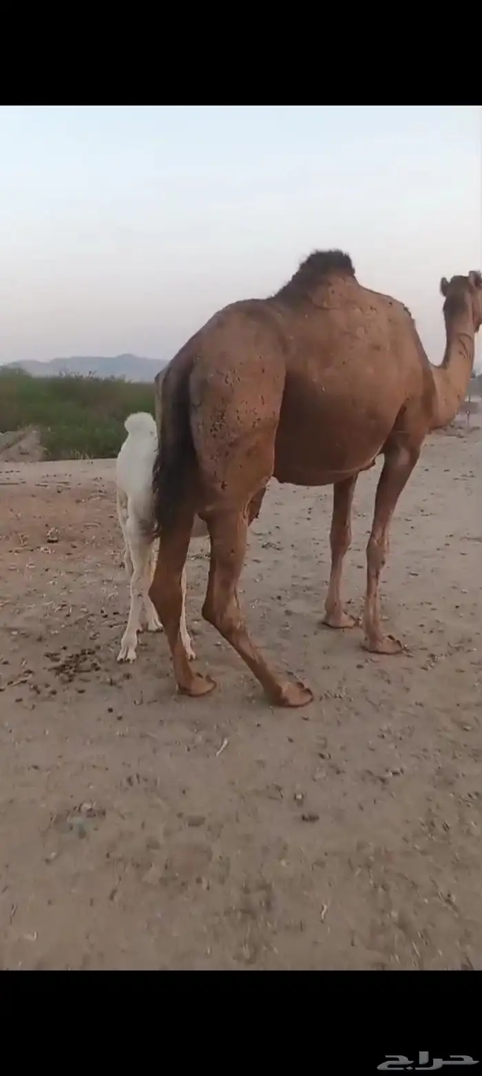 خلفه طيبه ب 7500 2