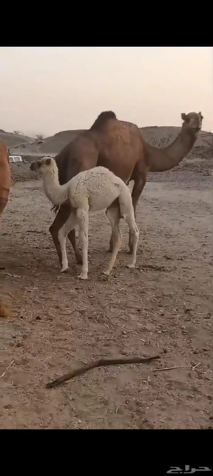 خلفه طيبه ب 7500 0