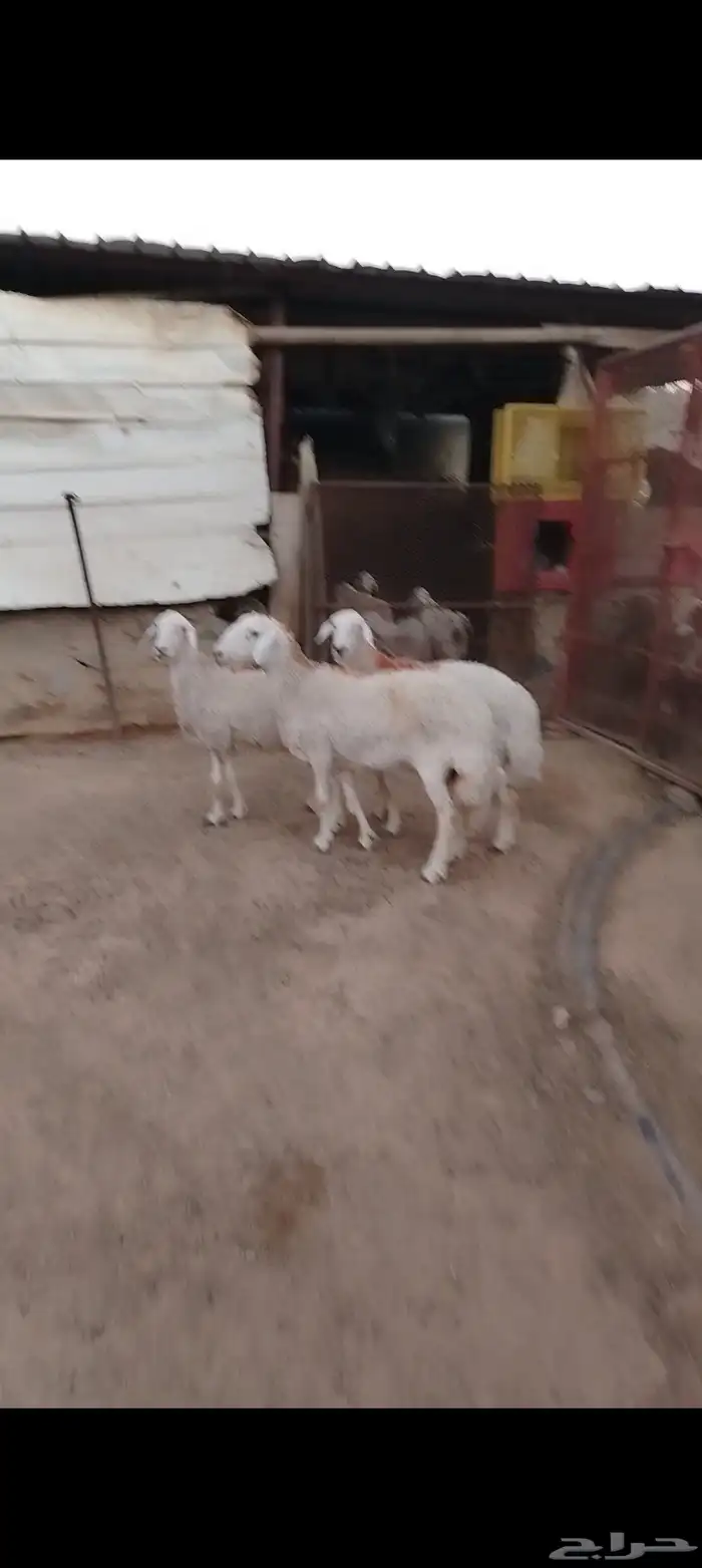 ضان صنف الصنف حيل 0