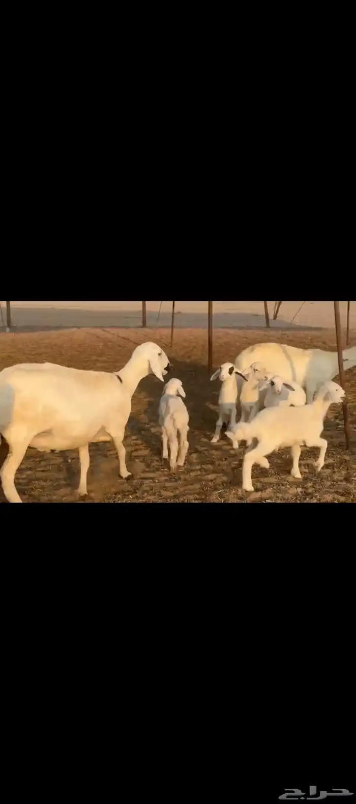 غنم حريات خلفات 6