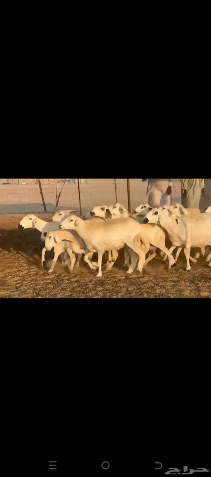 غنم حريات خلفات 1