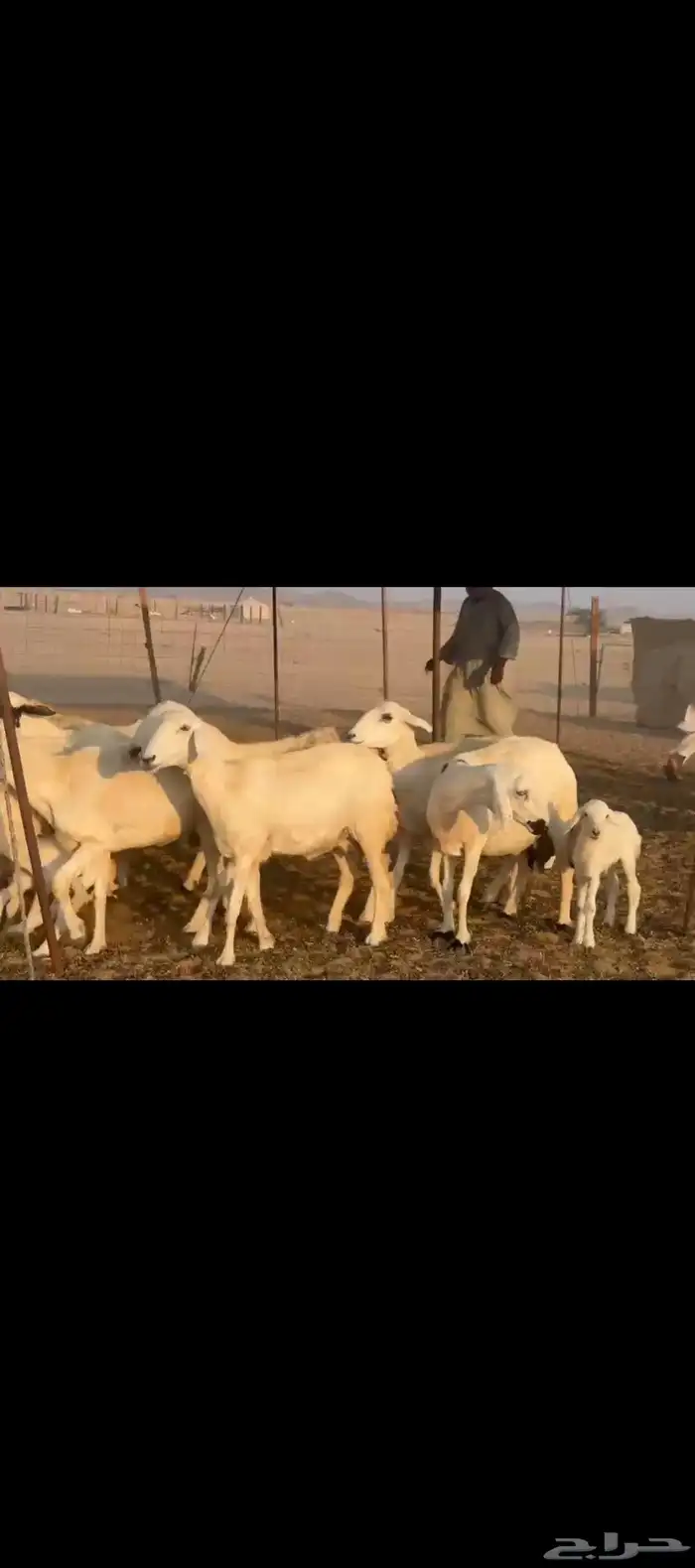 غنم حريات خلفات 3