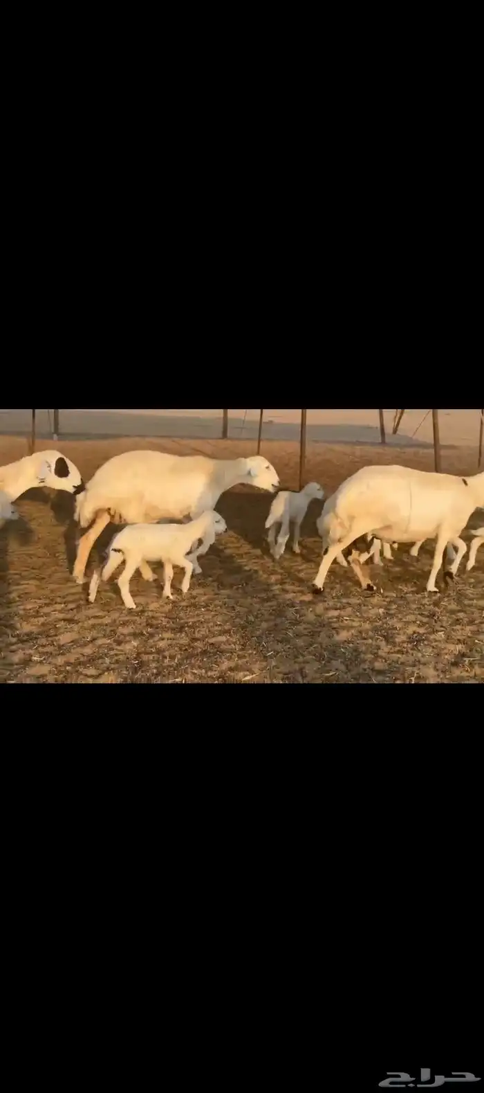 غنم حريات خلفات 2