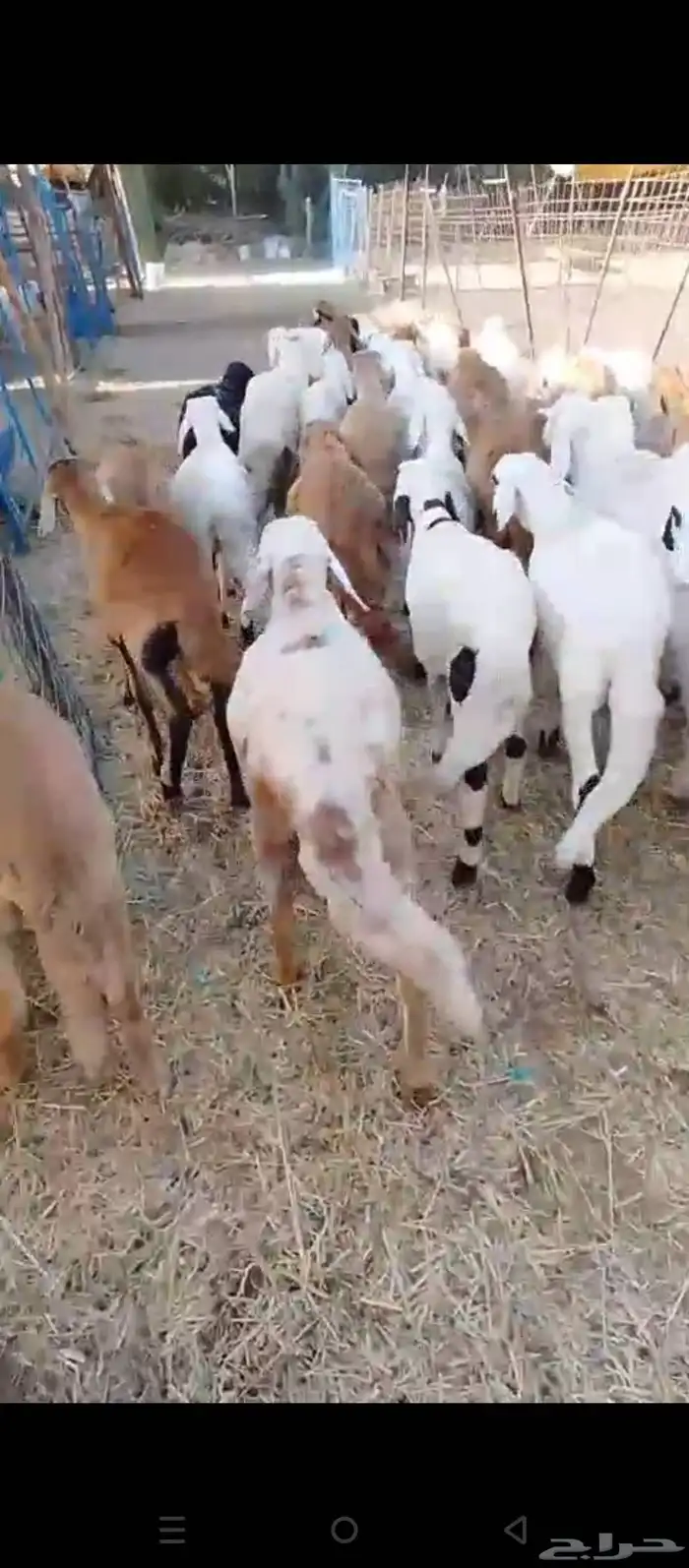 طليان سواكني 1