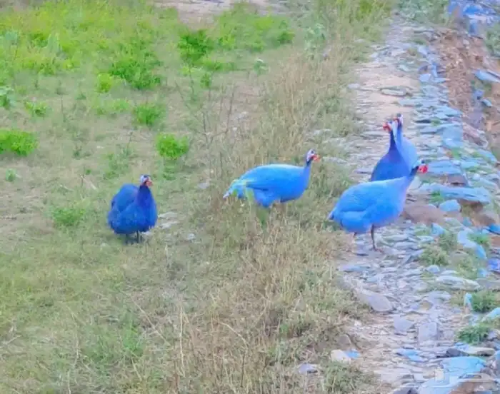 دجاج حبشي أو حجل للبيع 1