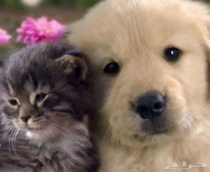 توصيل حيوانات 0