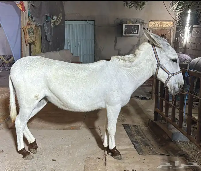 حماره من السلاله الاصيله وذكر الله احسن من كل شي لااله الله 0