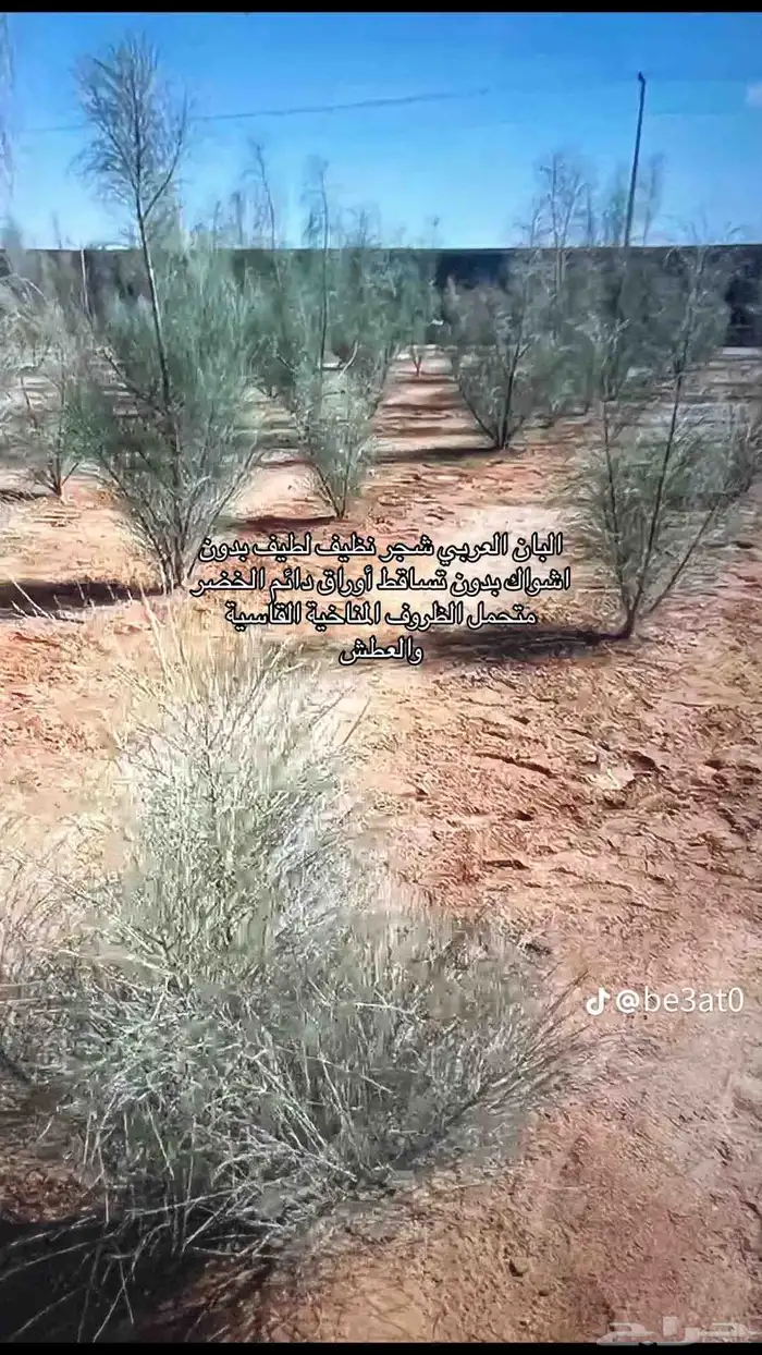 شتلات البان العربي ( اليسر ) 0