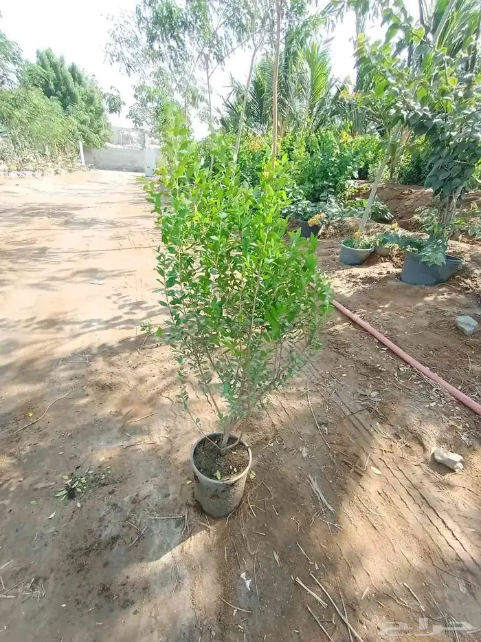 ليمون بنزهير 9