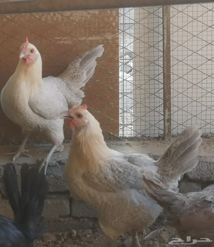 دجاج فيومي سيلفر 2