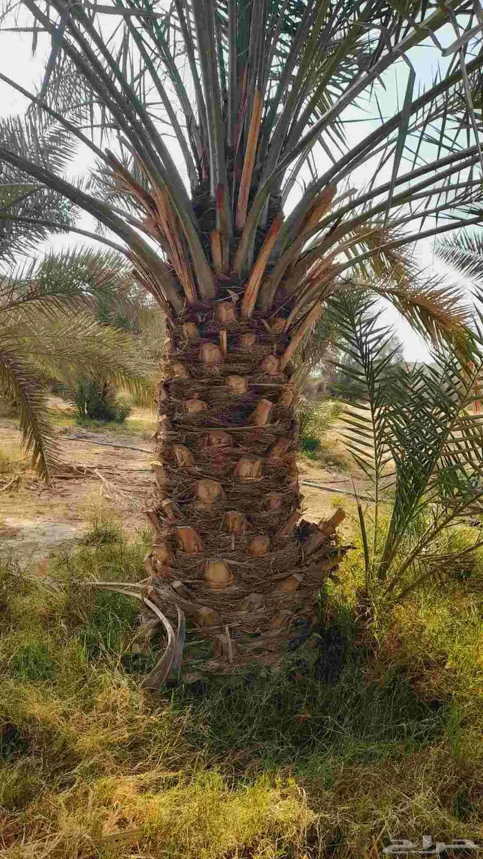 نخل مثمر اخلاص صقعي مجدول سكري برحي نبوت سلج 2