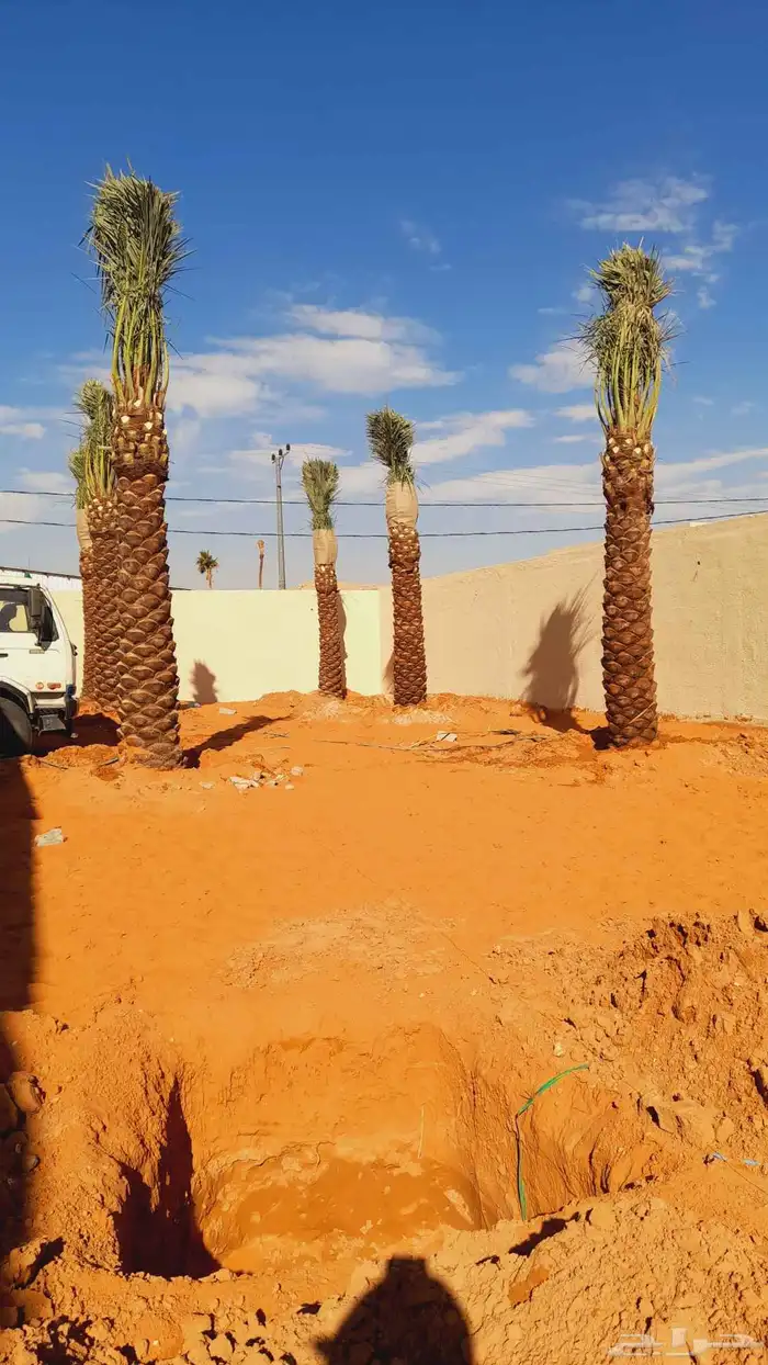 نخل مثمر اخلاص صقعي مجدول سكري برحي نبوت سلج 4