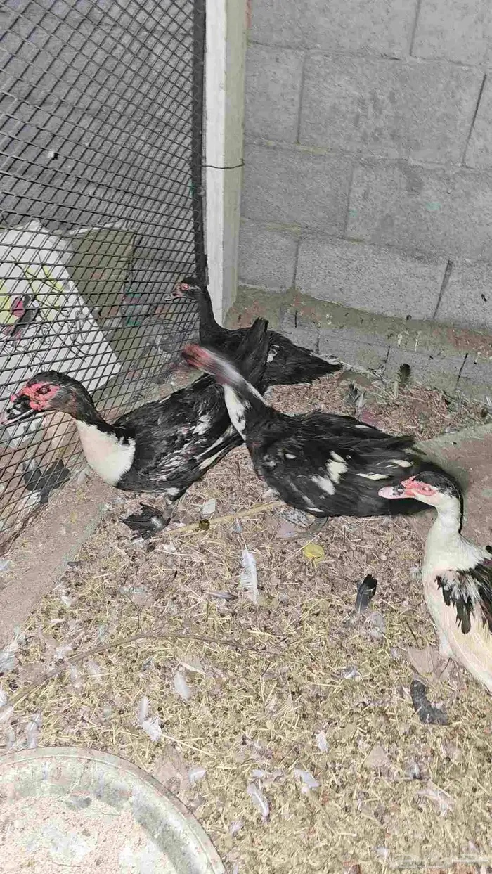 بط بلدي للبيع 2