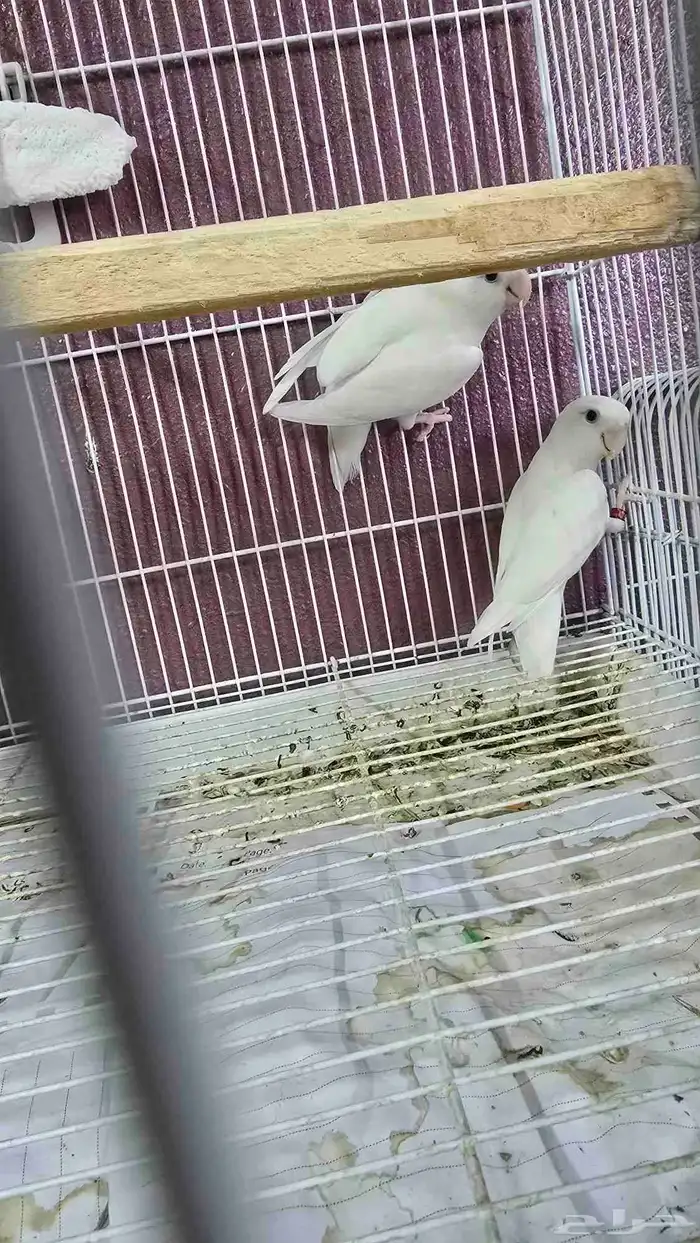 روز البينو عيون حمر للبيع ( تم البيع ) 1