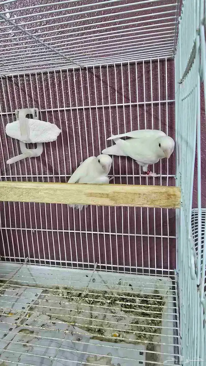 روز البينو عيون حمر للبيع ( تم البيع ) 2