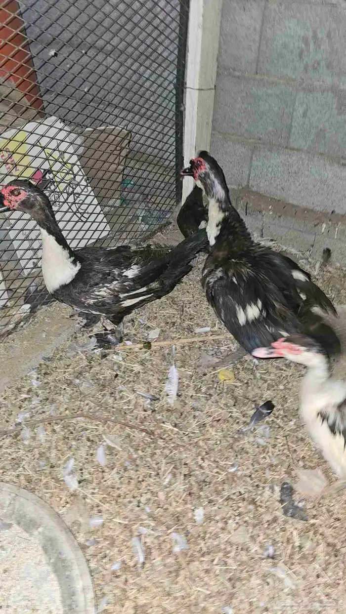 بط بلدي للبيع 3