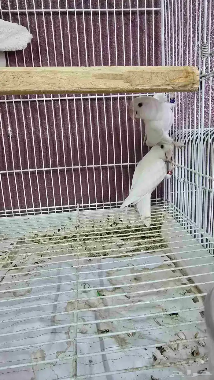 روز البينو عيون حمر للبيع ( تم البيع ) 0