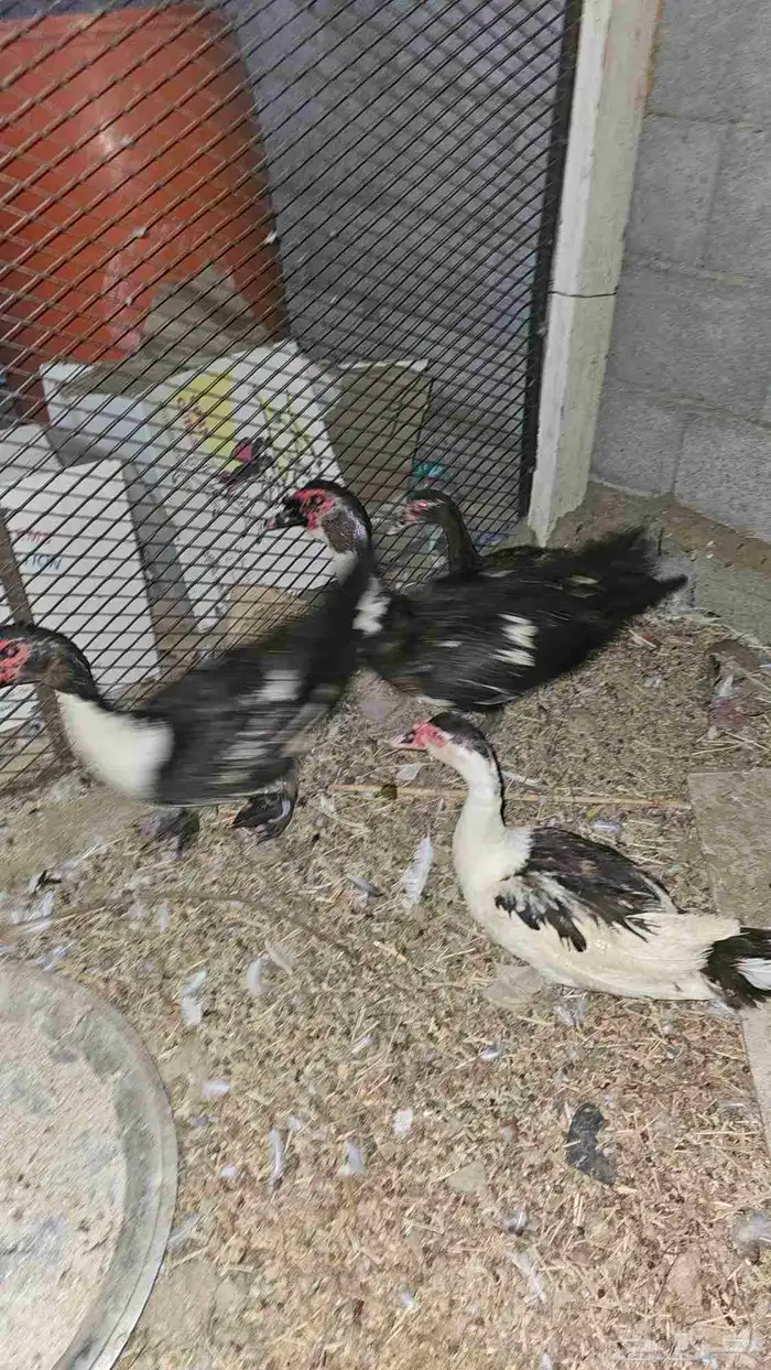 بط بلدي للبيع 4