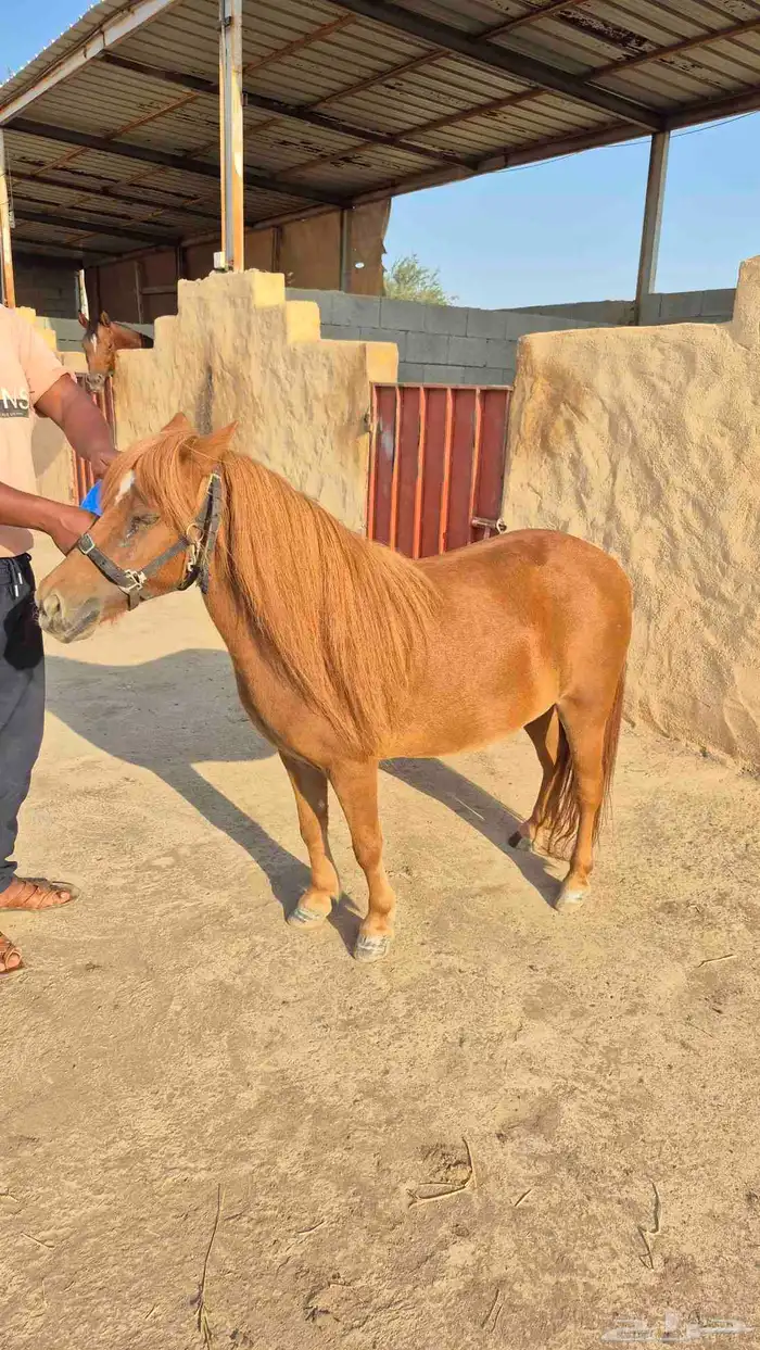 سيسيه جميله 1