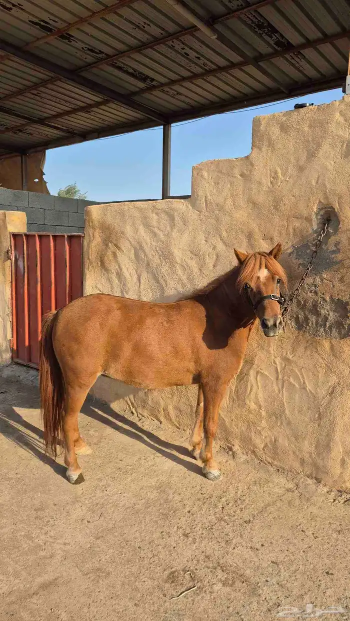 سيسيه جميله 2