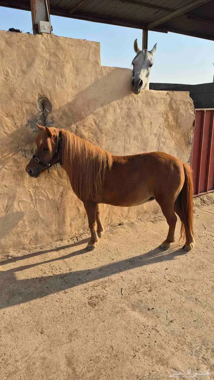 سيسيه جميله 0