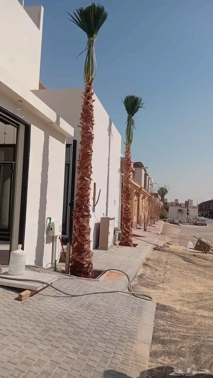 نخل واشنطنيا زينه 9