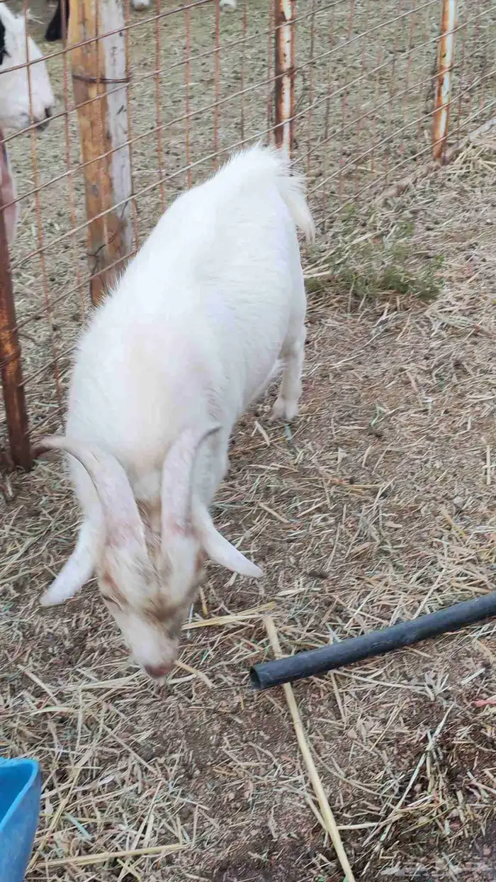 ماعز قزم انثى 8