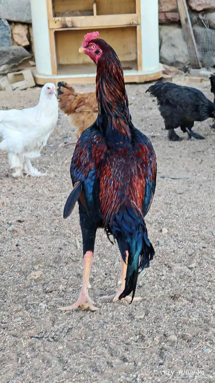 ديك سندي صافي 6