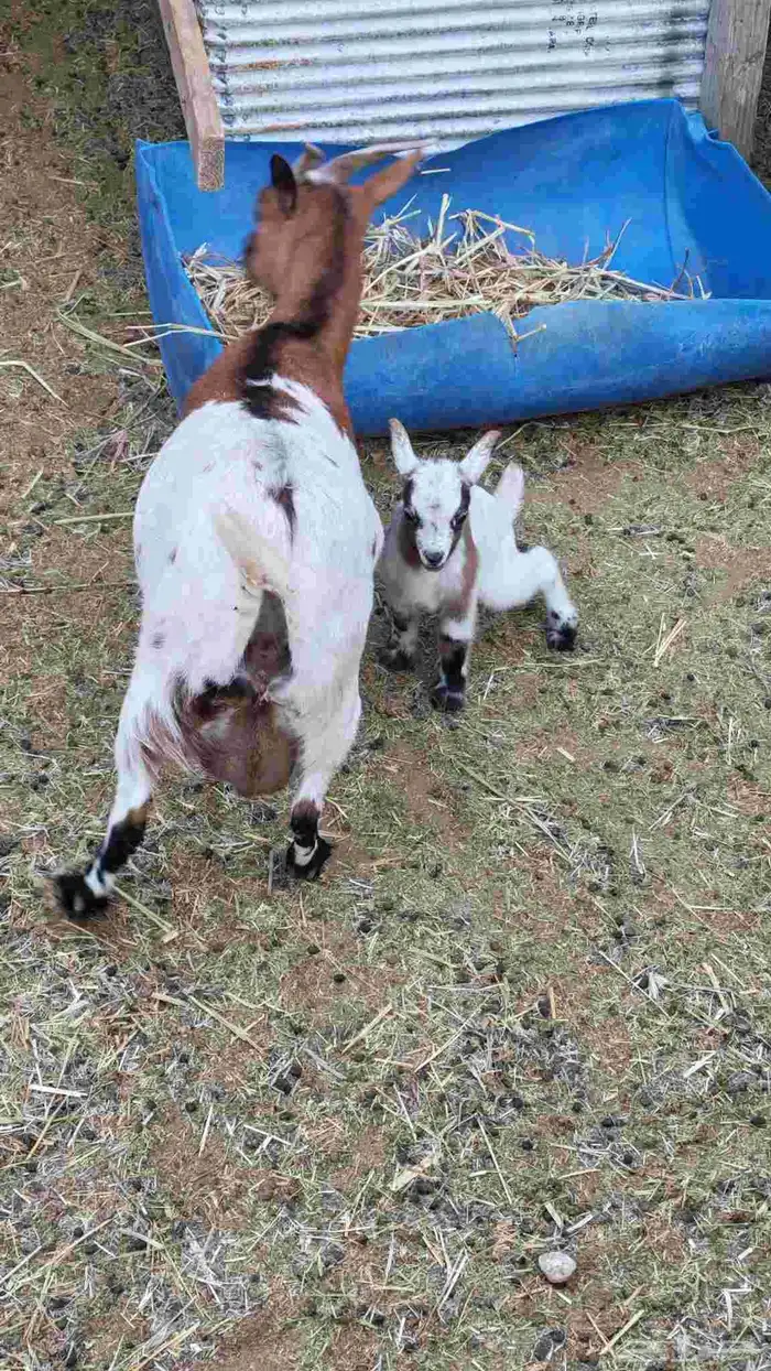 ماعز قزم انثى 6