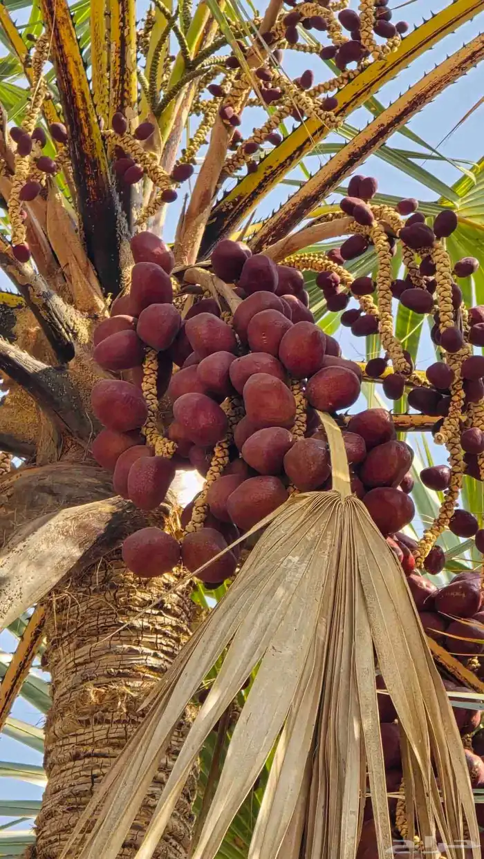 بهش ثمار الدوم فاكهه أدم 2