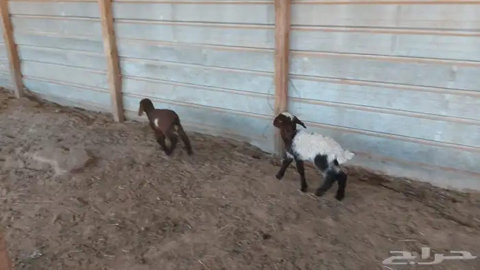 دواغير نعيم العدد 2 4