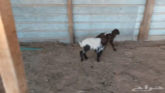 دواغير نعيم العدد 2 0