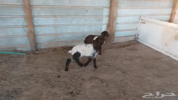 دواغير نعيم العدد 2 6