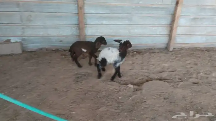 دواغير نعيم العدد 2 9