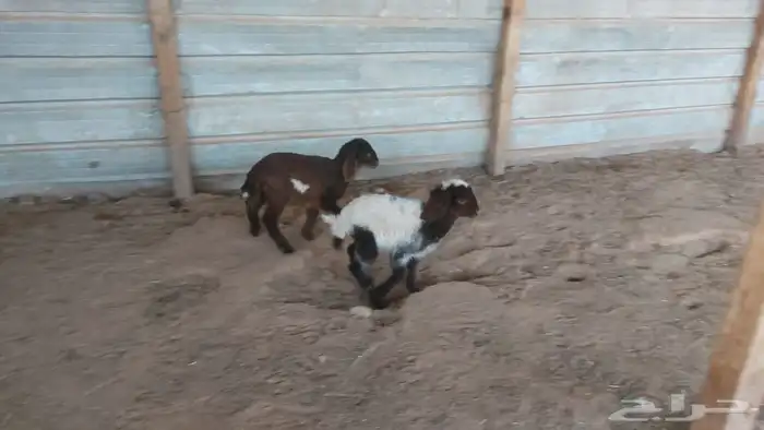 دواغير نعيم العدد 2 7