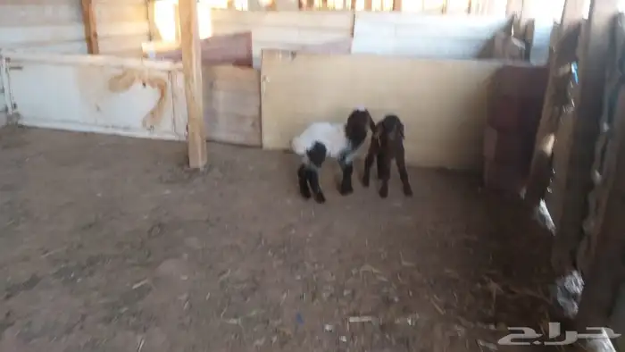 دواغير نعيم العدد 2 2