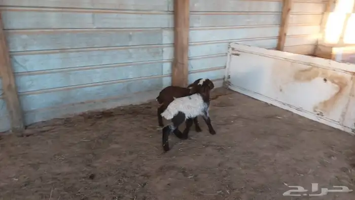 دواغير نعيم العدد 2 5