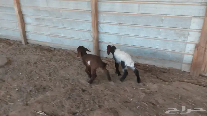 دواغير نعيم العدد 2 3