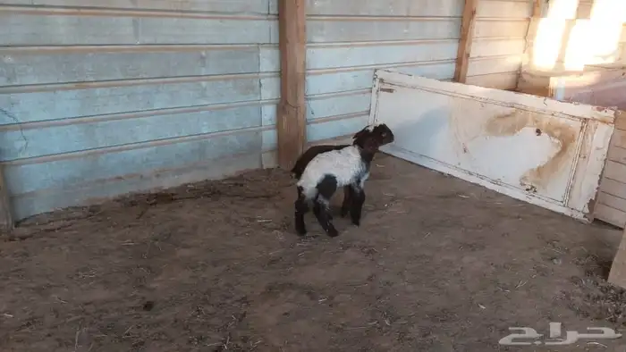 دواغير نعيم العدد 2 1