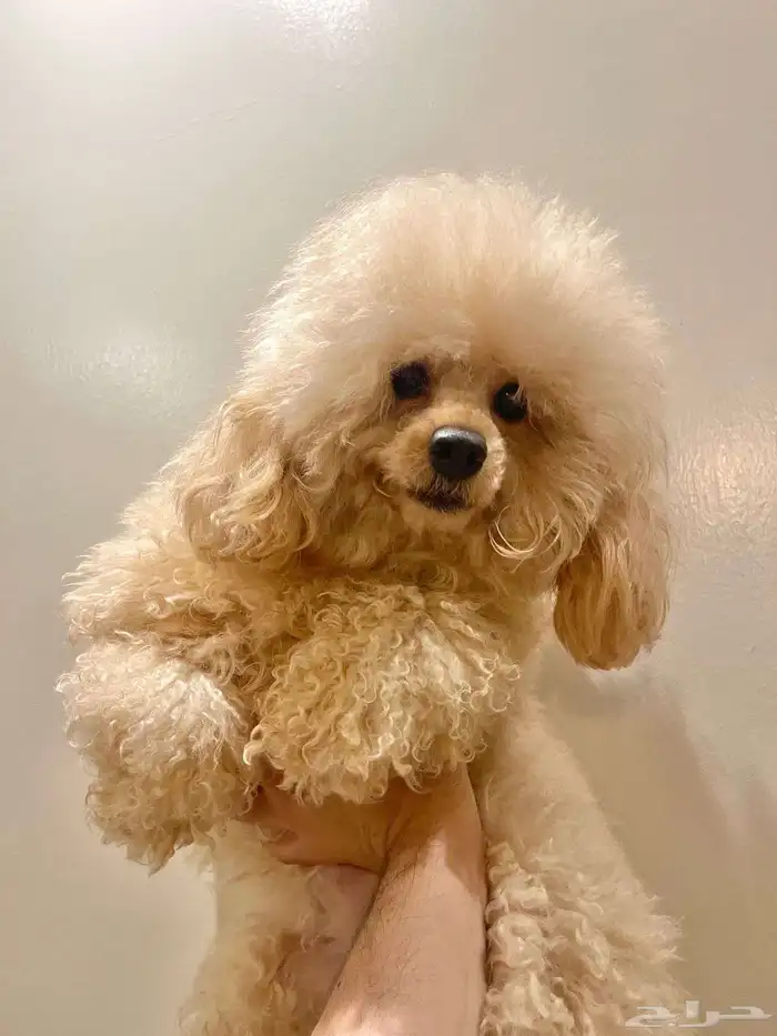 كلب انثي توي بودل 0