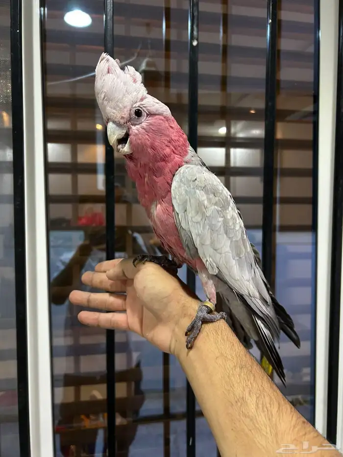 كوكاتو قالا اليف ومتكلم بالوجه جرييء ورقيص 0