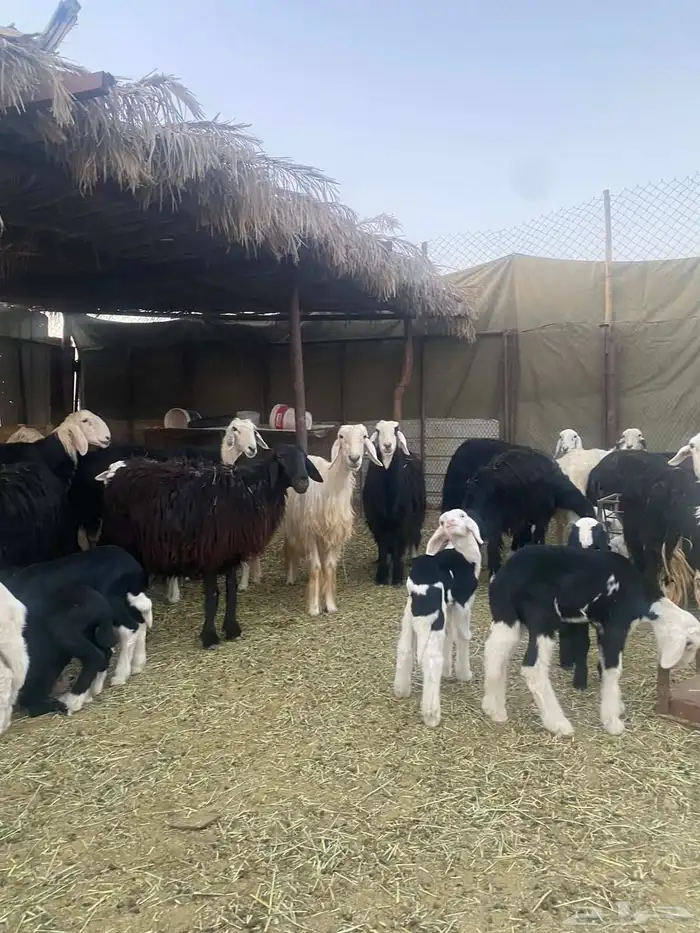 نجد وليد 13 تحتها 13 بهما ريم 0