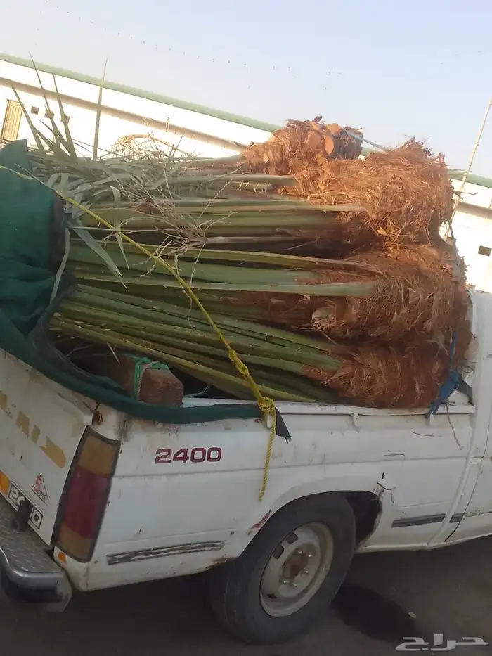 السلام عليكم ورحمه الله يوجد لدينا جميع انواع النخيل 1