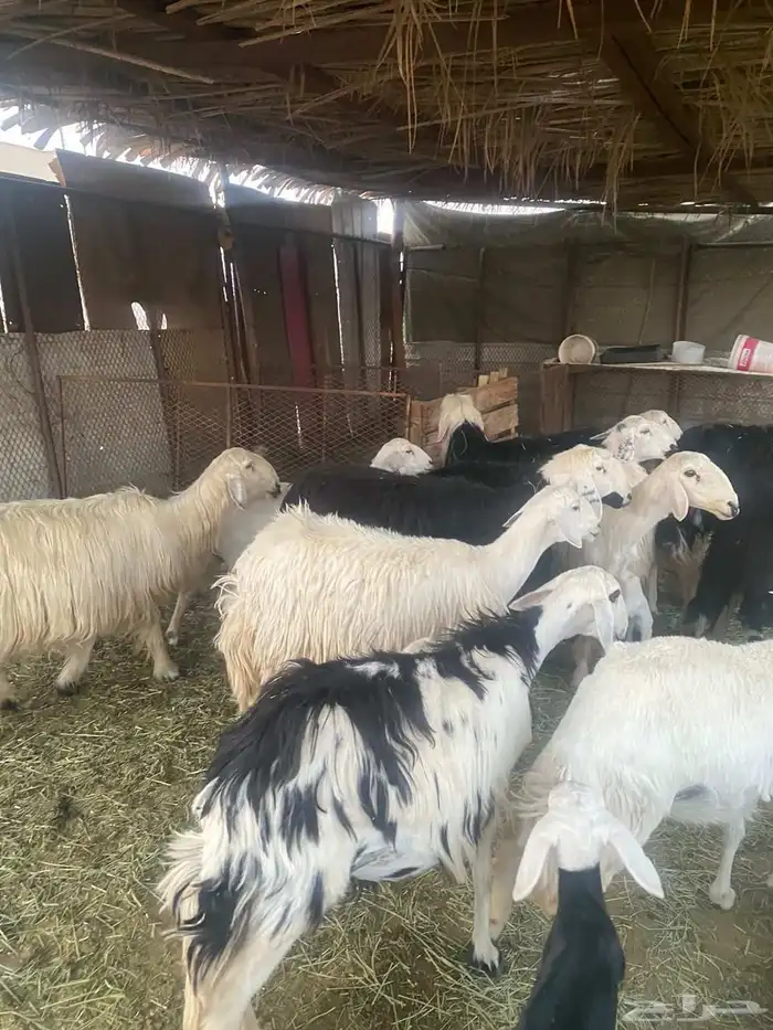 نجد وليد 13 تحتها 13 بهما ريم 2