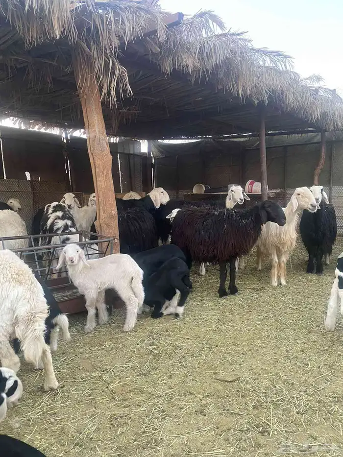 نجد وليد 13 تحتها 13 بهما ريم 9