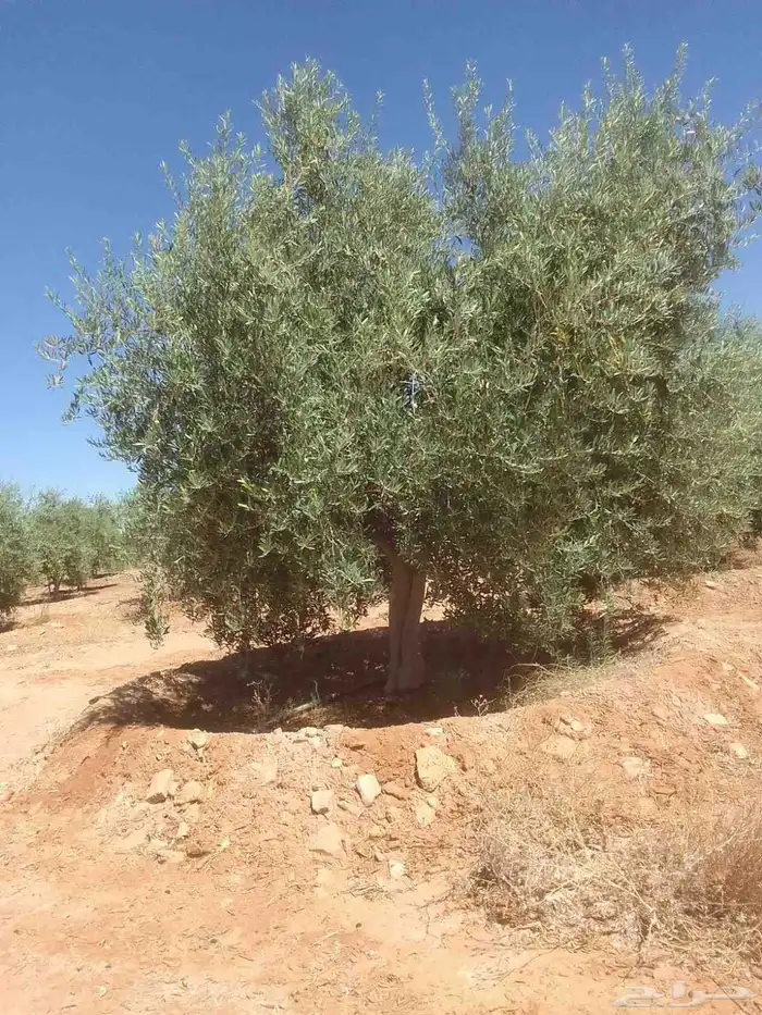 اشجار الطلح والسدر والزيتون 3