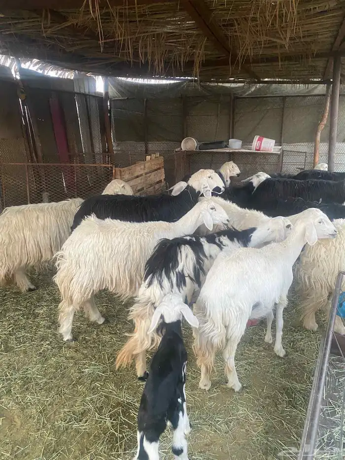 نجد وليد 13 تحتها 13 بهما ريم 3